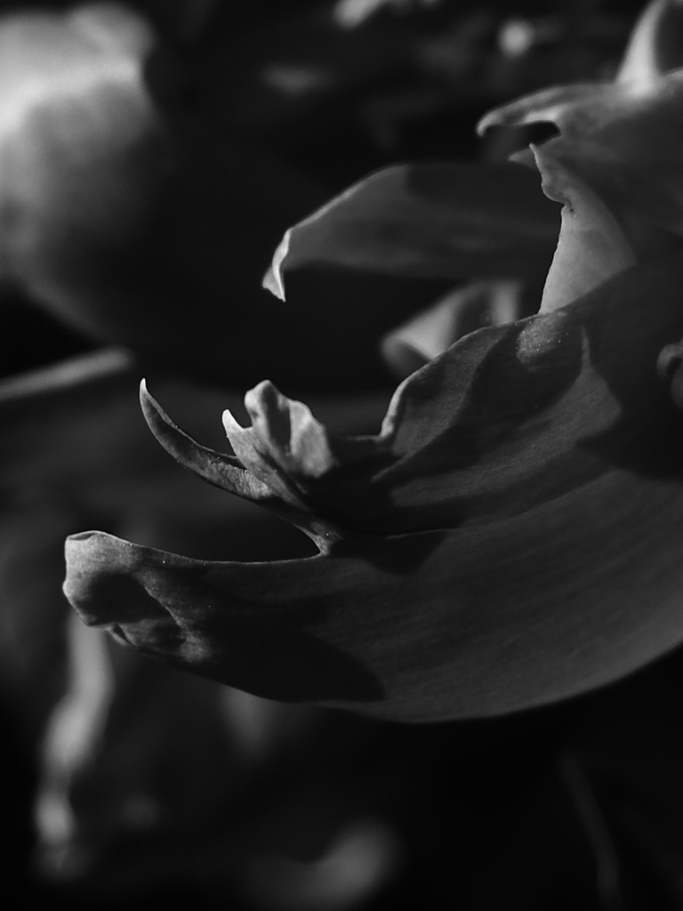 花びらの質感