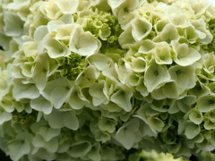 ◯◯を込めて花束を