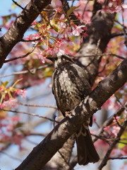 花かんむりのピヨ