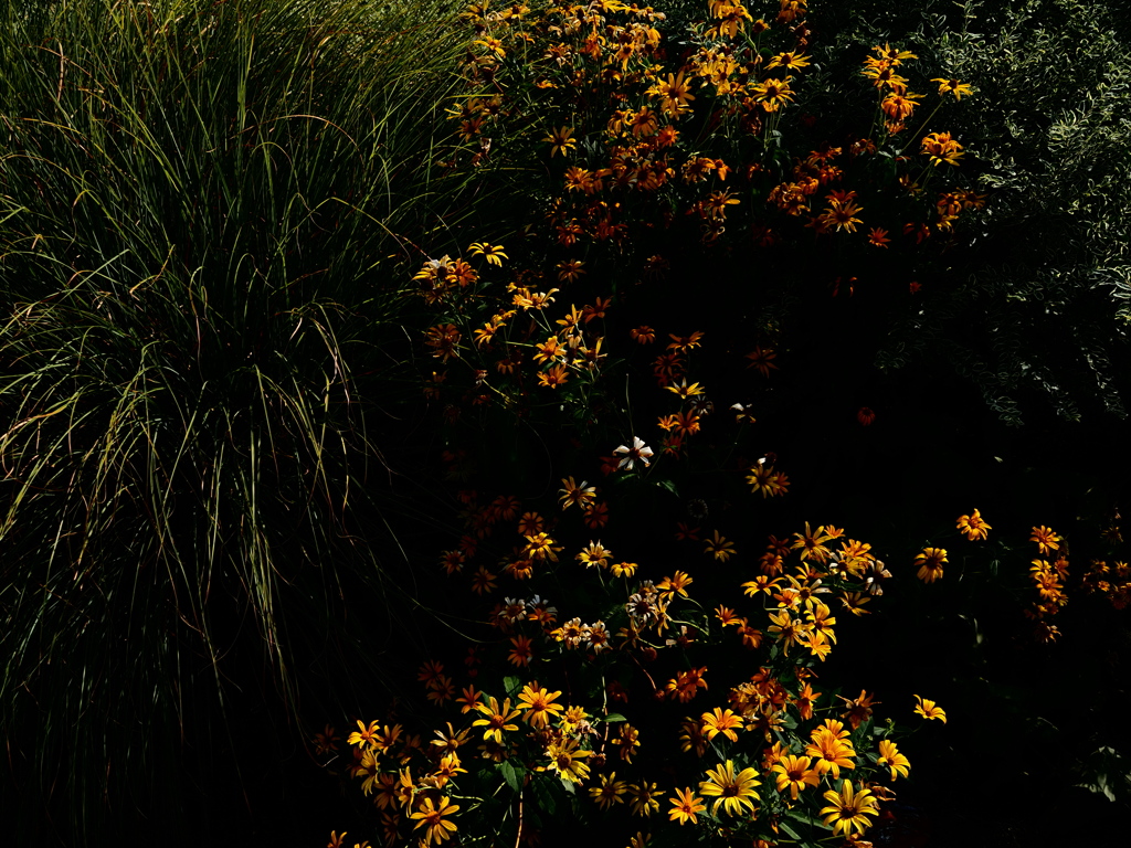 花火