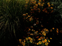 花火