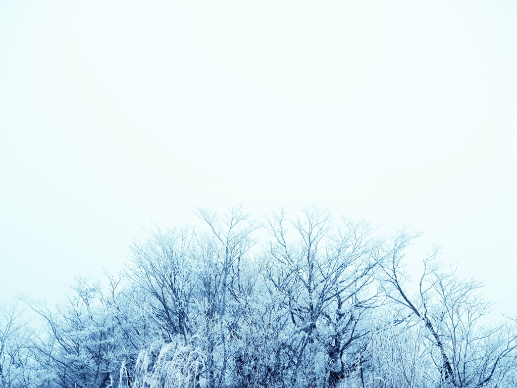 雪木