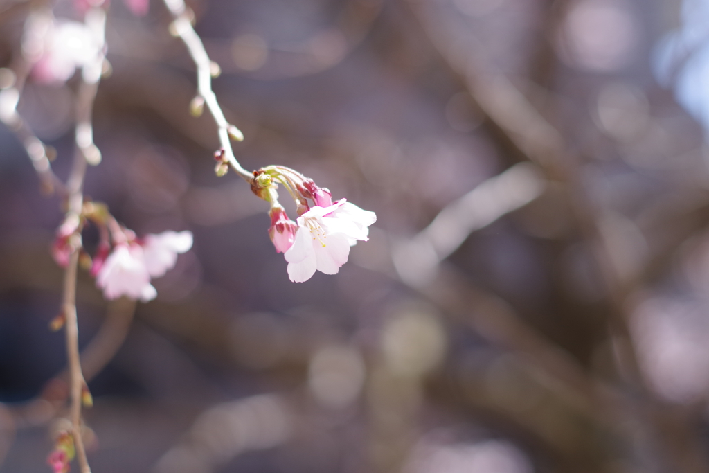 蕾混じりさくら
