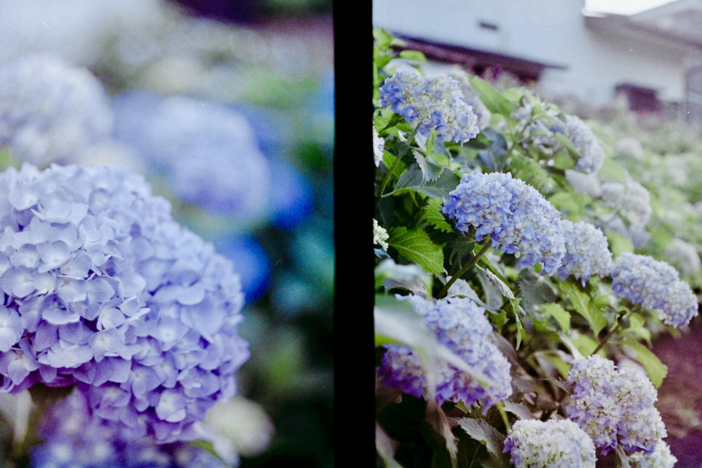 紫陽花