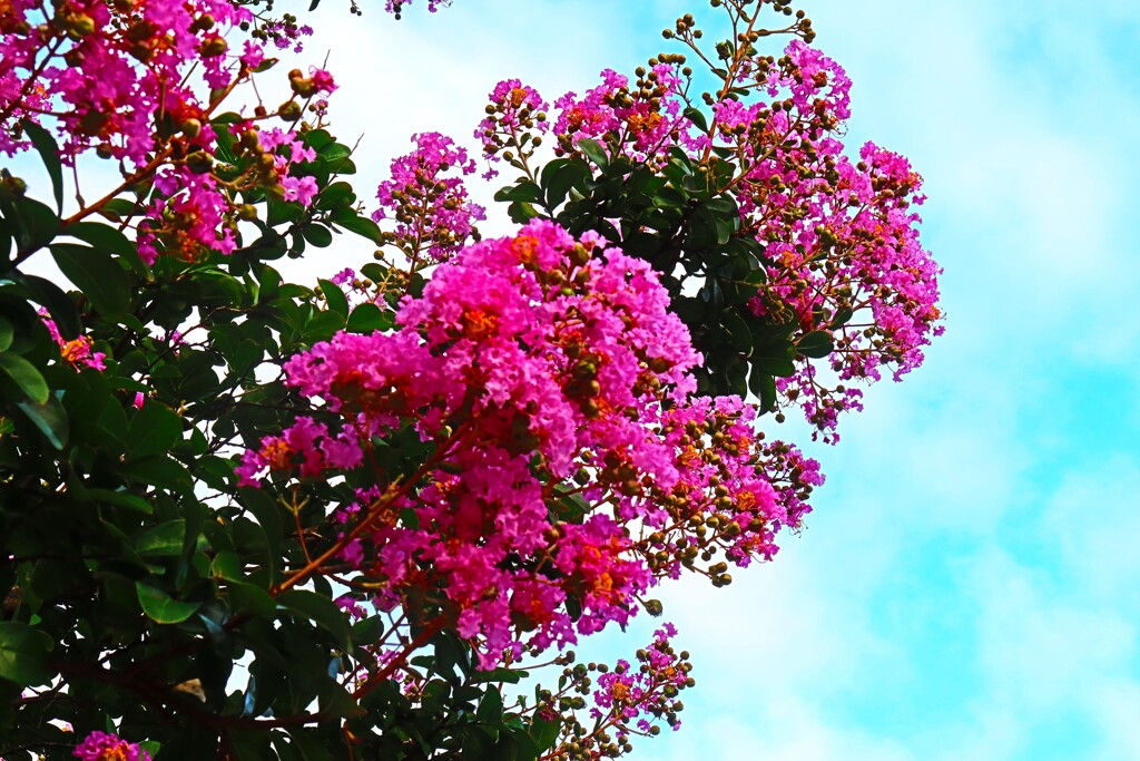 夏の花
