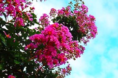 夏の花