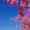 河津桜とスカイツリー