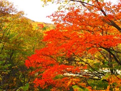 奥只見湖の紅葉