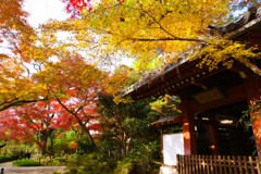 晩秋の本土寺