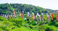 新緑の里山