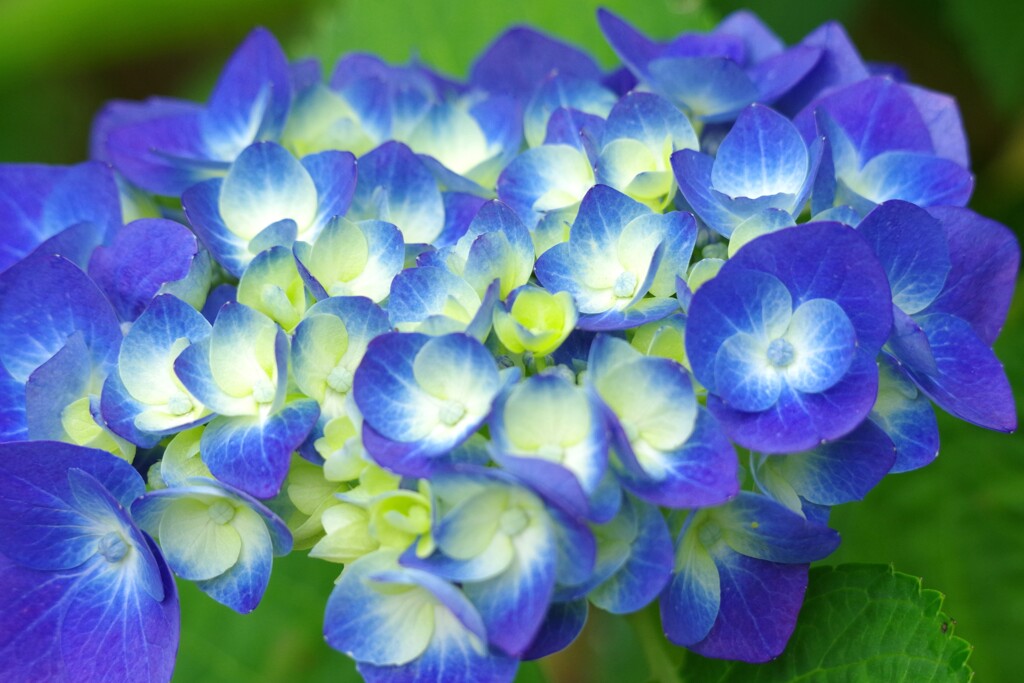 彩り