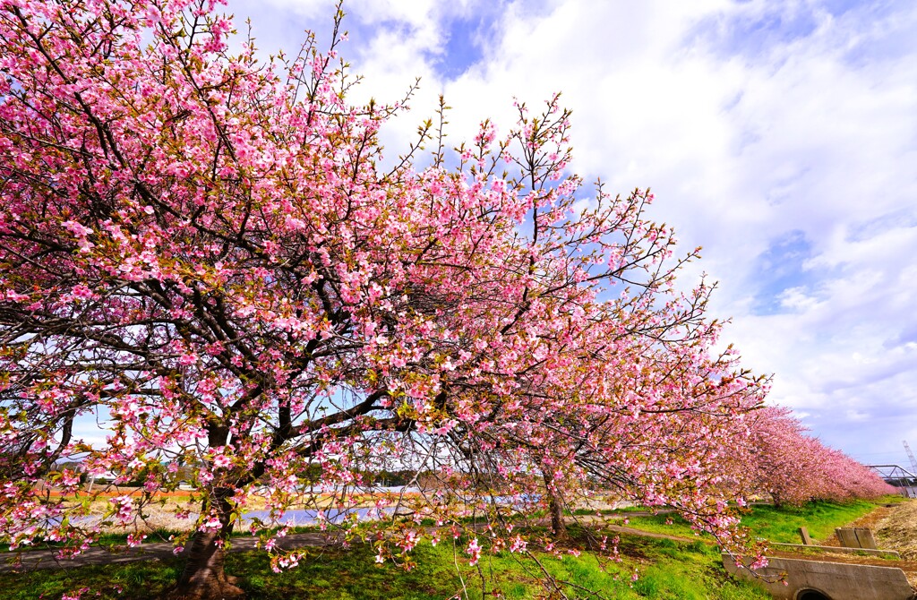やっと咲いた新川千本桜