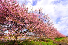 やっと咲いた新川千本桜