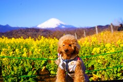 菜の花、散歩