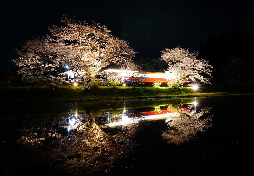 夜桜の無人駅