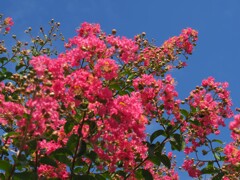 晩夏、実をつけるサルスベリ