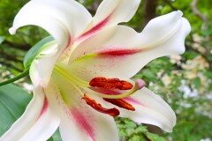 夏の花、ユリ
