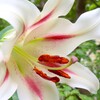 夏の花、ユリ