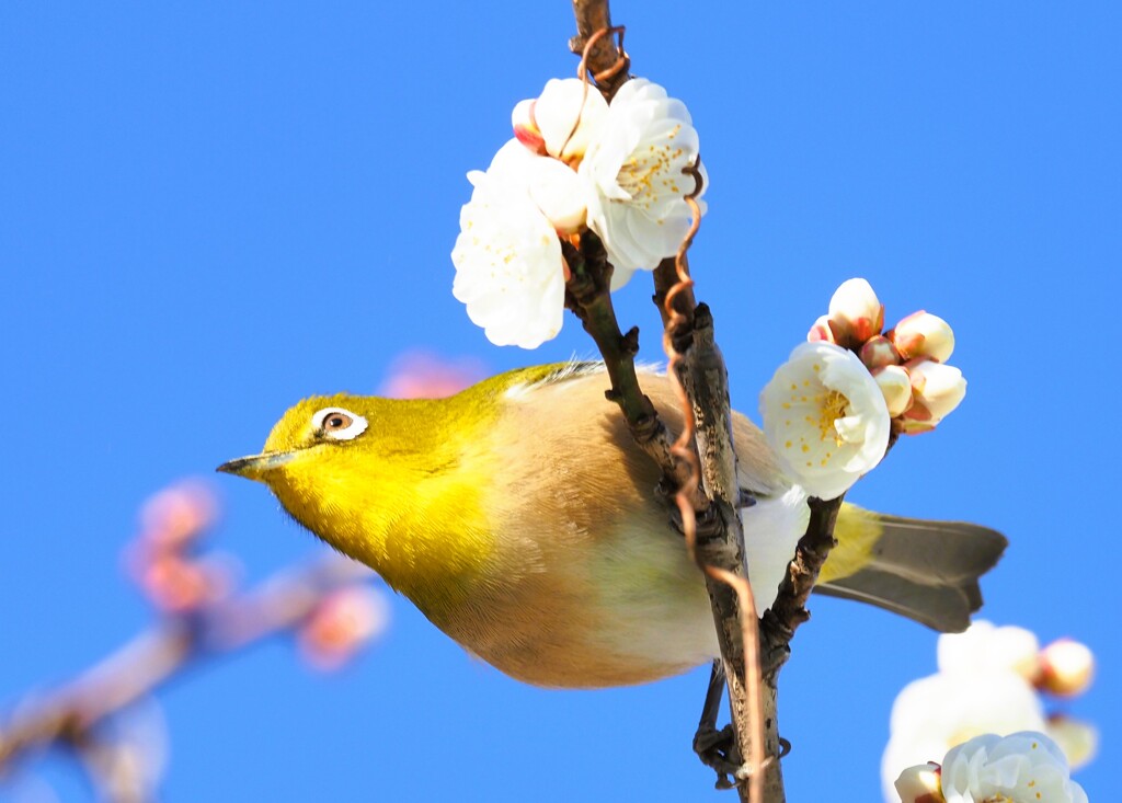 早春、開花した白梅と