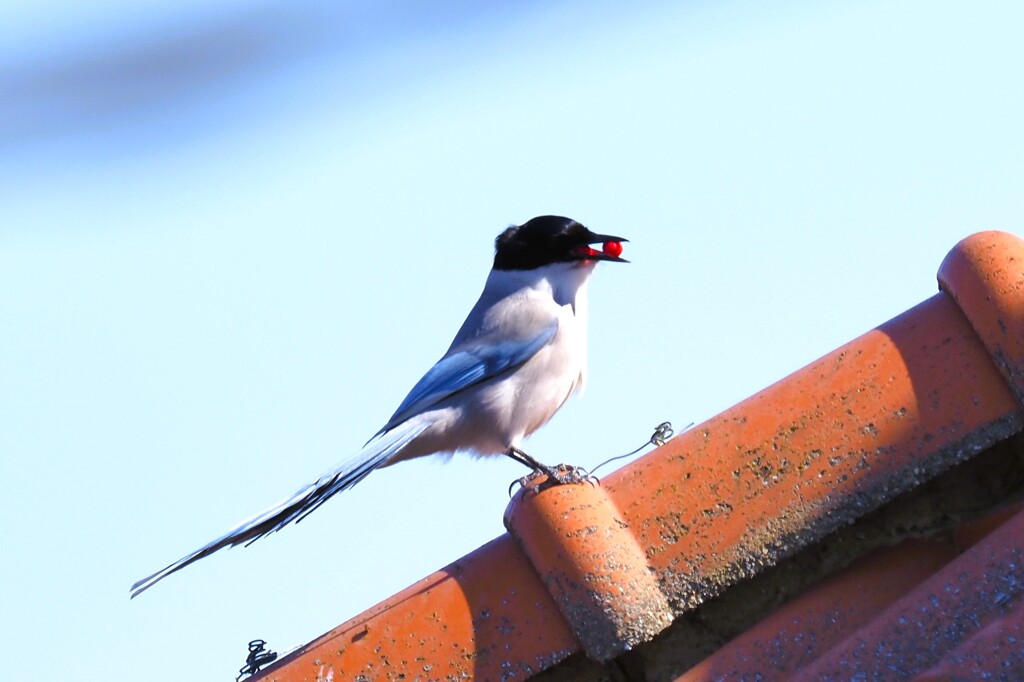 赤い実をゲット