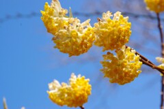 開花したミツマタ