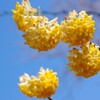 開花したミツマタ