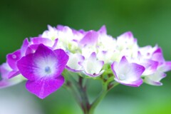 彩り