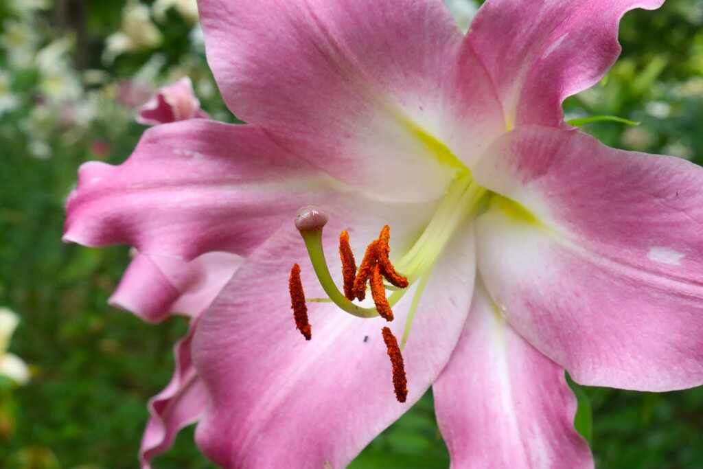 夏の花