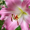 夏の花