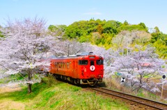 桜のトンネル