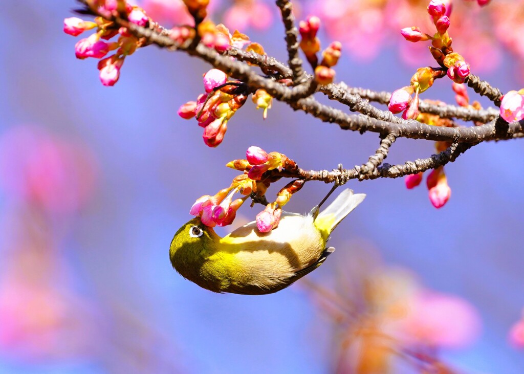 代々木公園河津桜