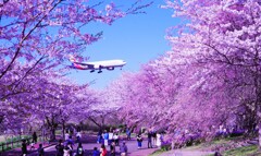 成田桜の山公園
