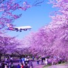成田桜の山公園