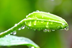 昨夜の雨