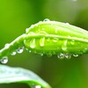 昨夜の雨