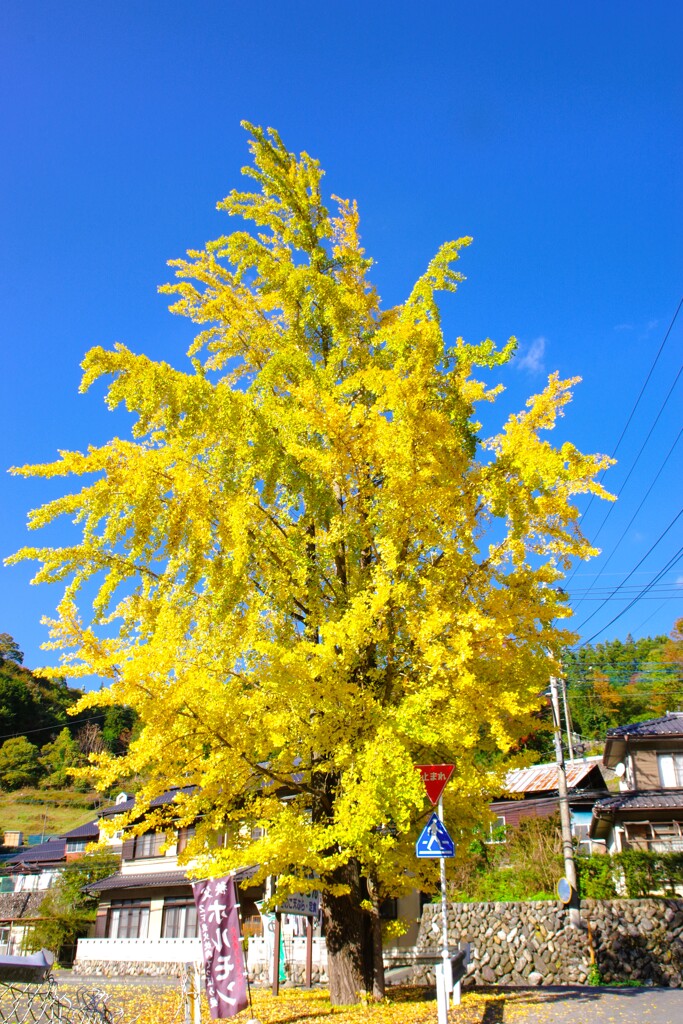 秋の青空、イチョウ