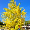 秋の青空、イチョウ