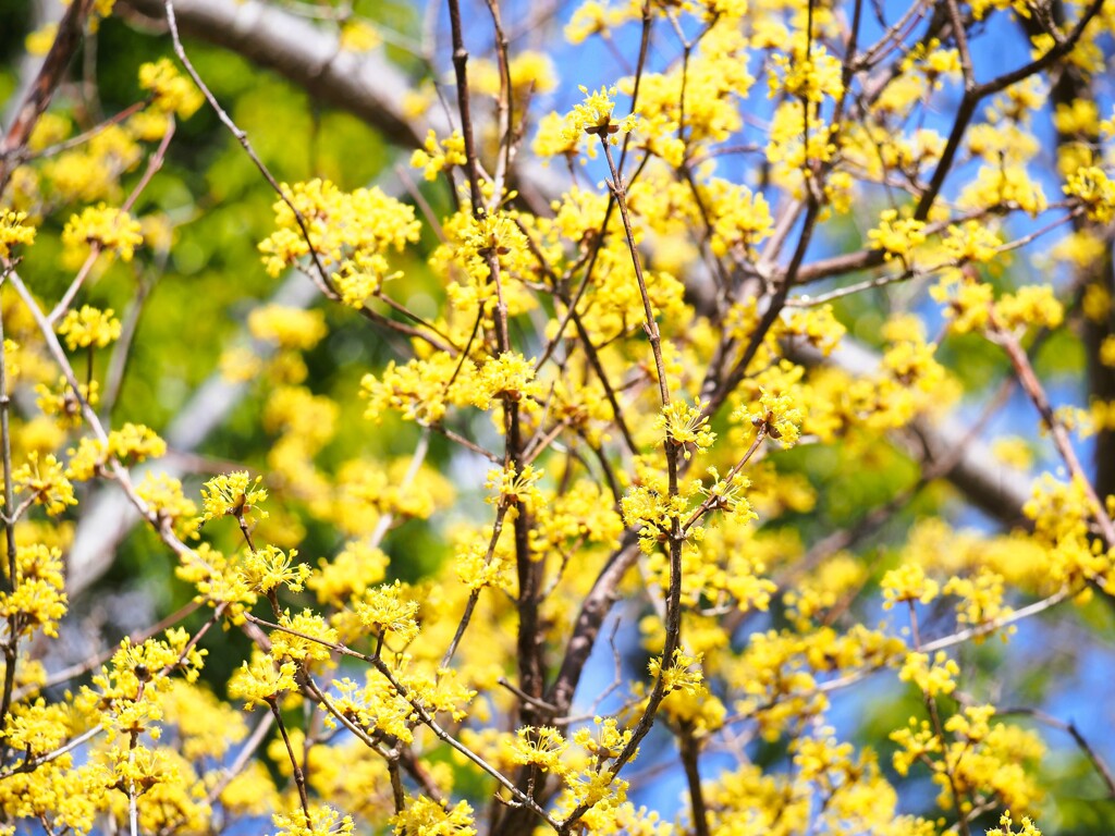 春の花サンシュユ