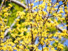 春の花サンシュユ