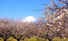 春、梅と富士山