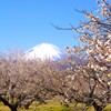 春、梅と富士山