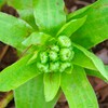 蕗の薹(ふきのとう)