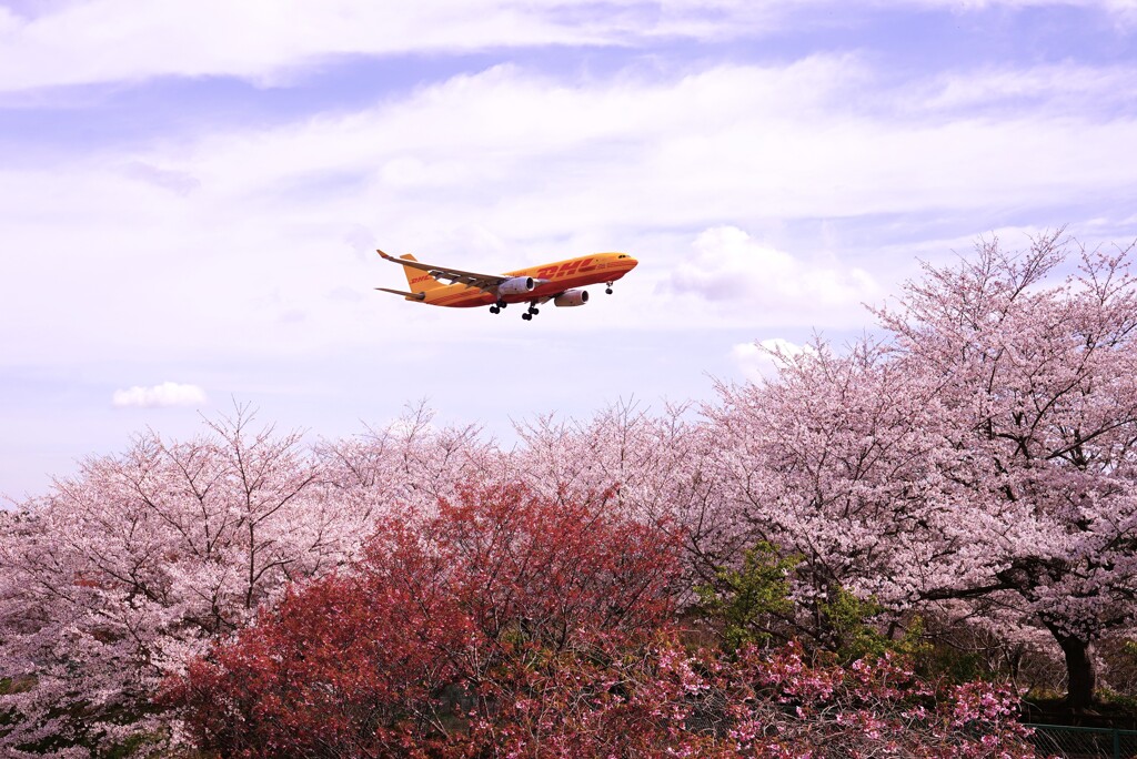 眼下は満開の桜