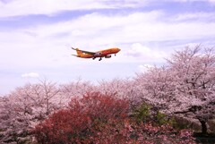 眼下は満開の桜