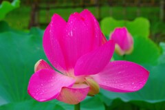 雨の朝