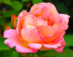初夏の花、薔薇