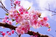八重桜