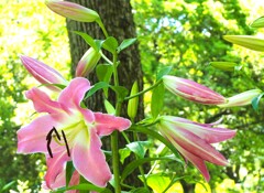 夏の花