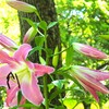 夏の花