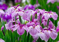 花菖蒲